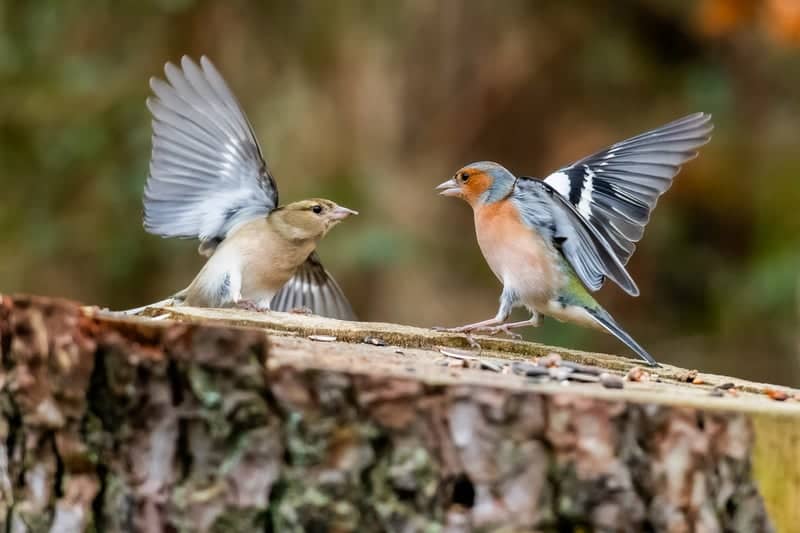 Scottish Woodland Bird Hide - Image 1