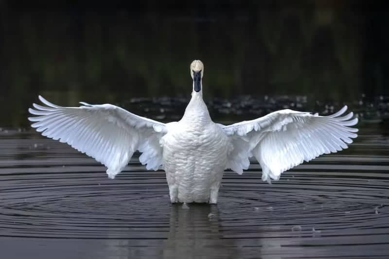 Swan Lake, Yellowstone National Park - Image 1