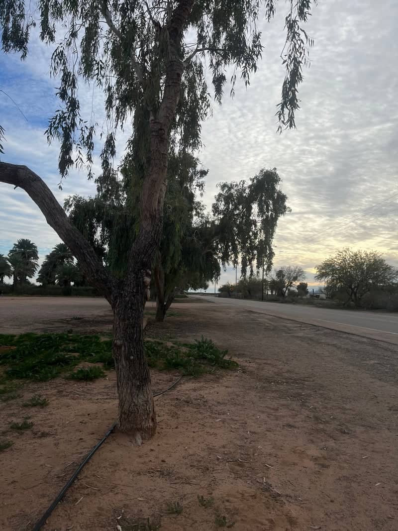 Dateland Desert Roadside - Image 1