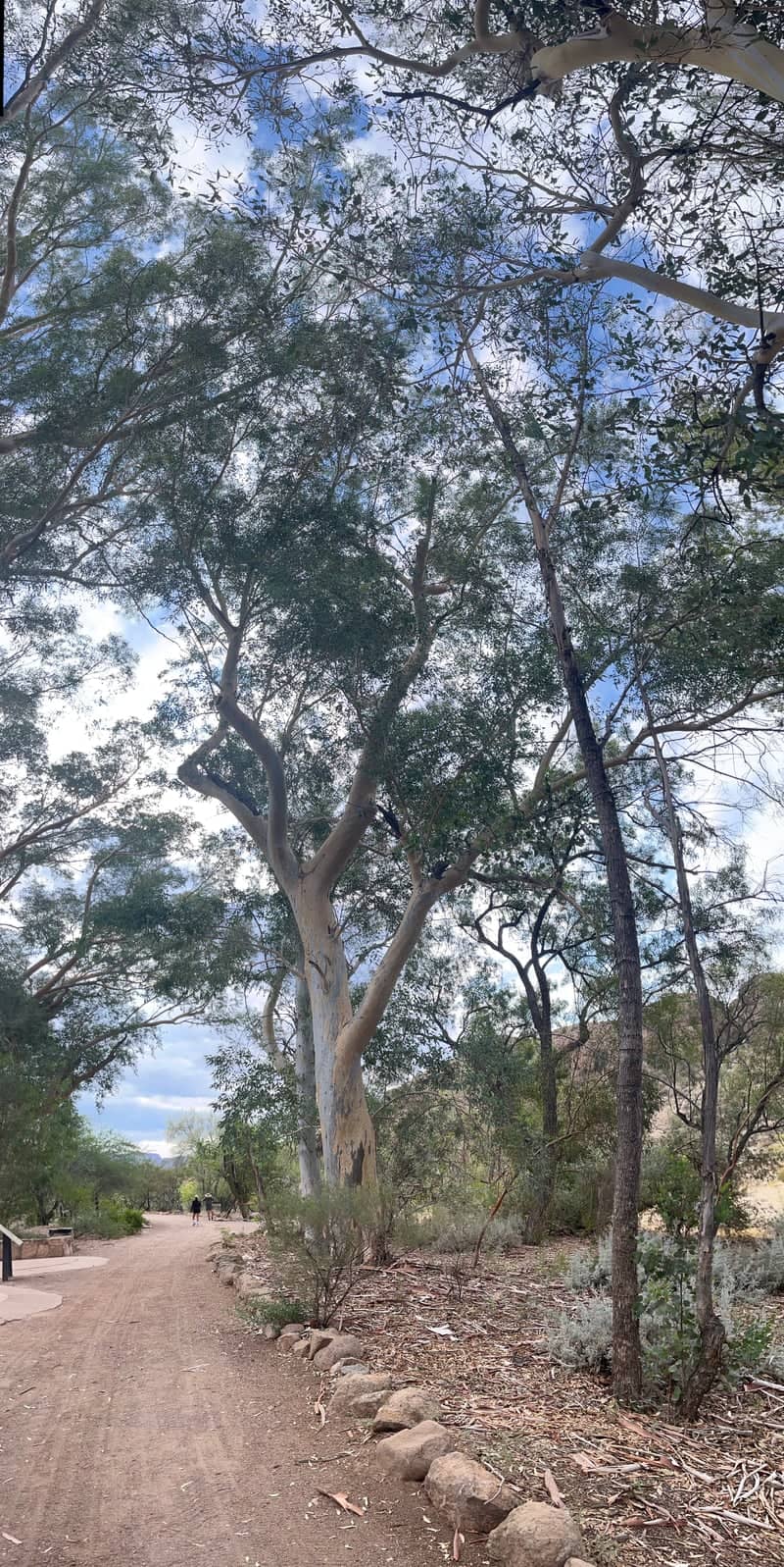 Boyce Thompson Arboretum - Image 2