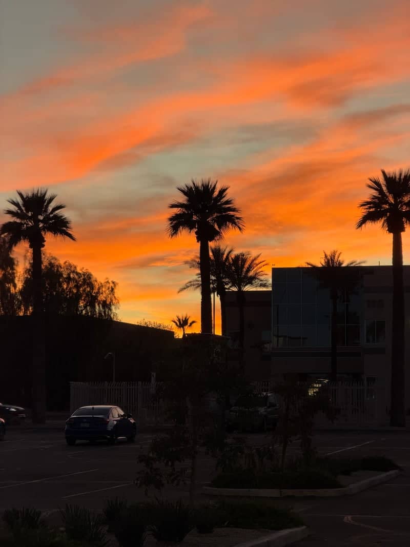 Goodyear Palm Sunset - Image 1