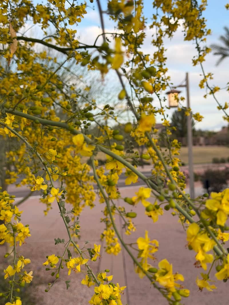 Ocotillo Community Parkways - Image 1