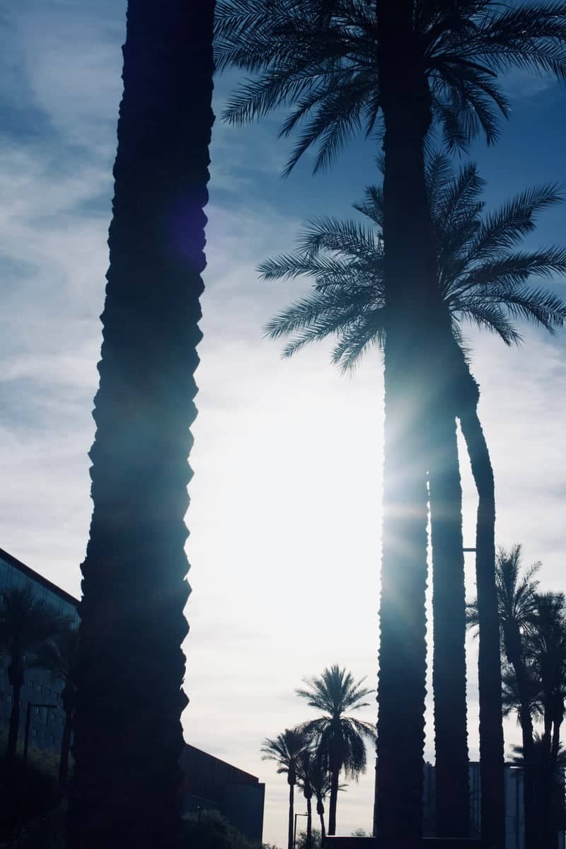 Buckeye Palm Silhouettes - Image 1