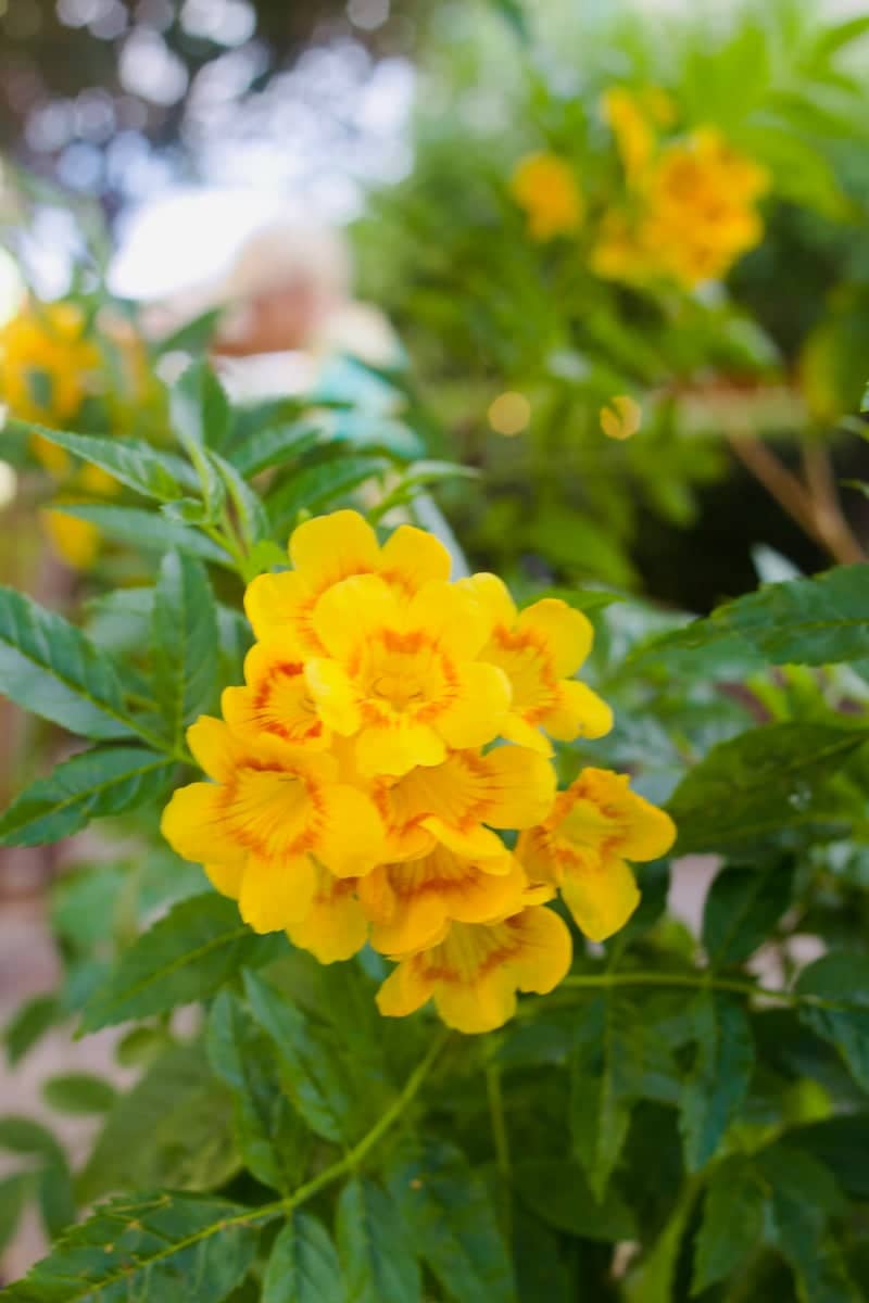 Buckeye Garden Blooms - Image 1