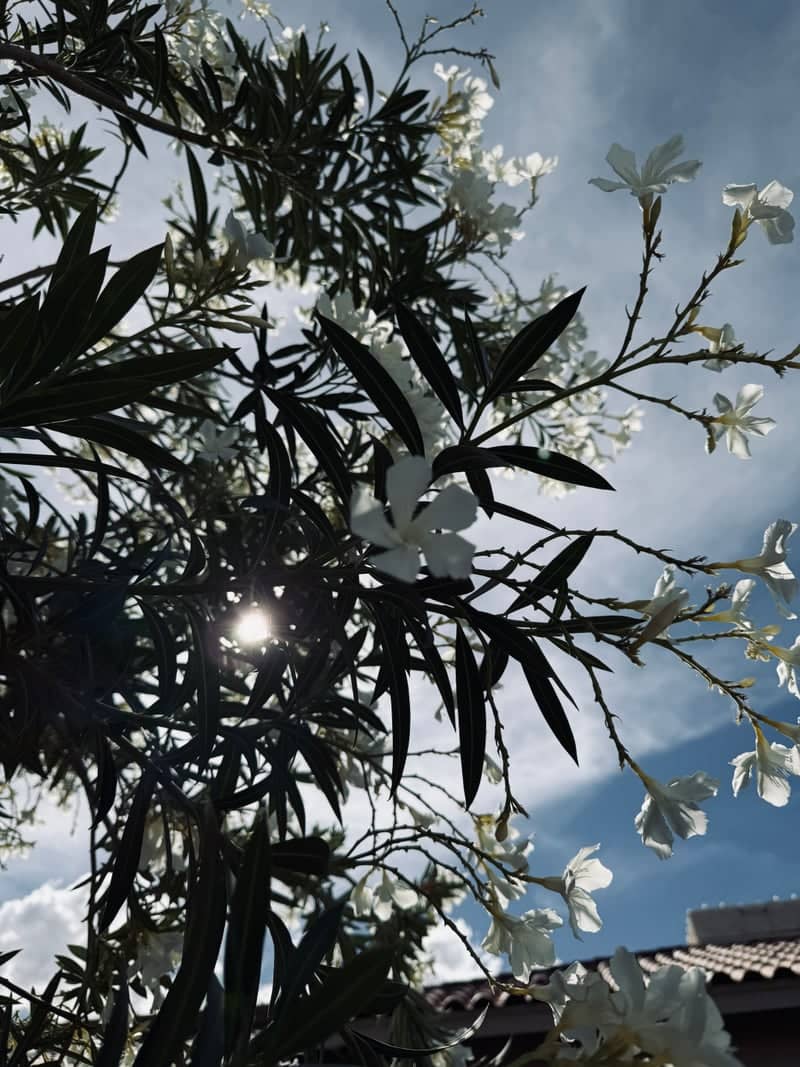 Chandler Oleander Garden - Image 1