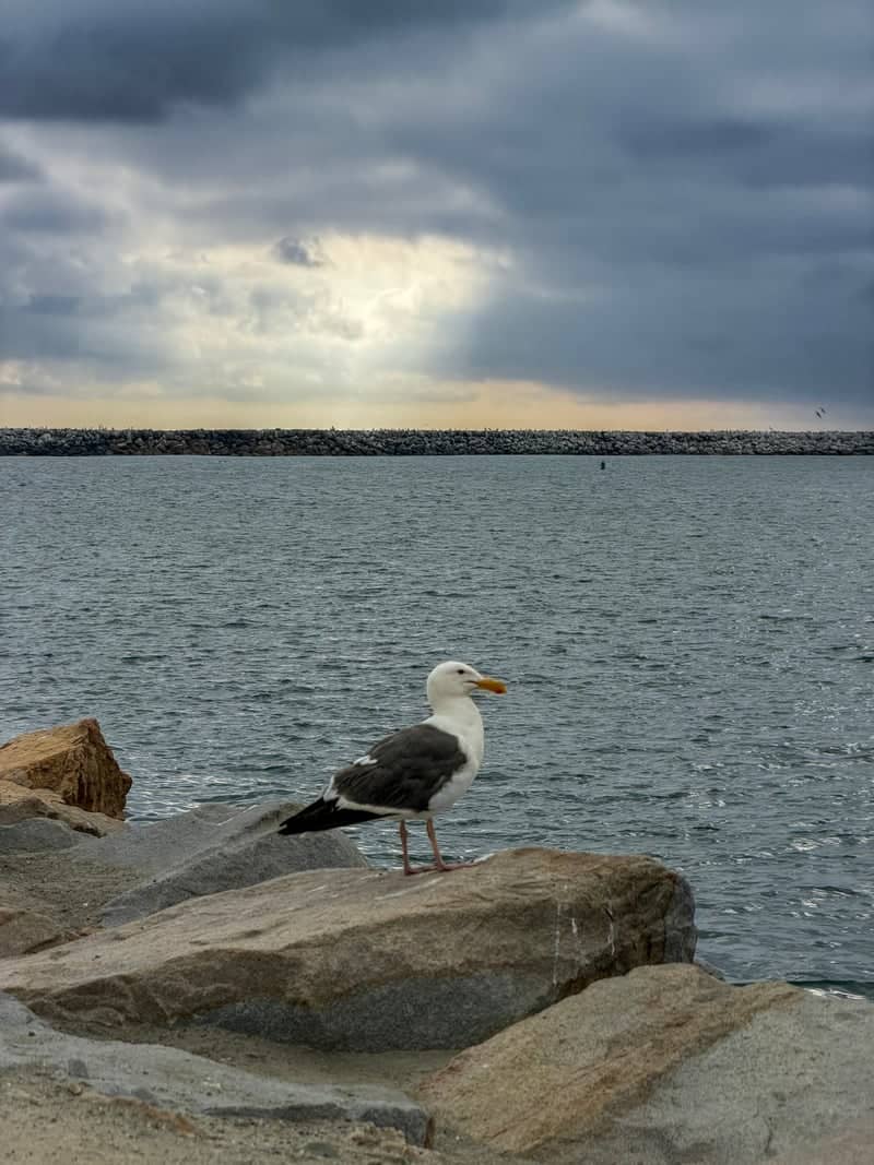 Oceanside Harbor Breakwater - Image 1