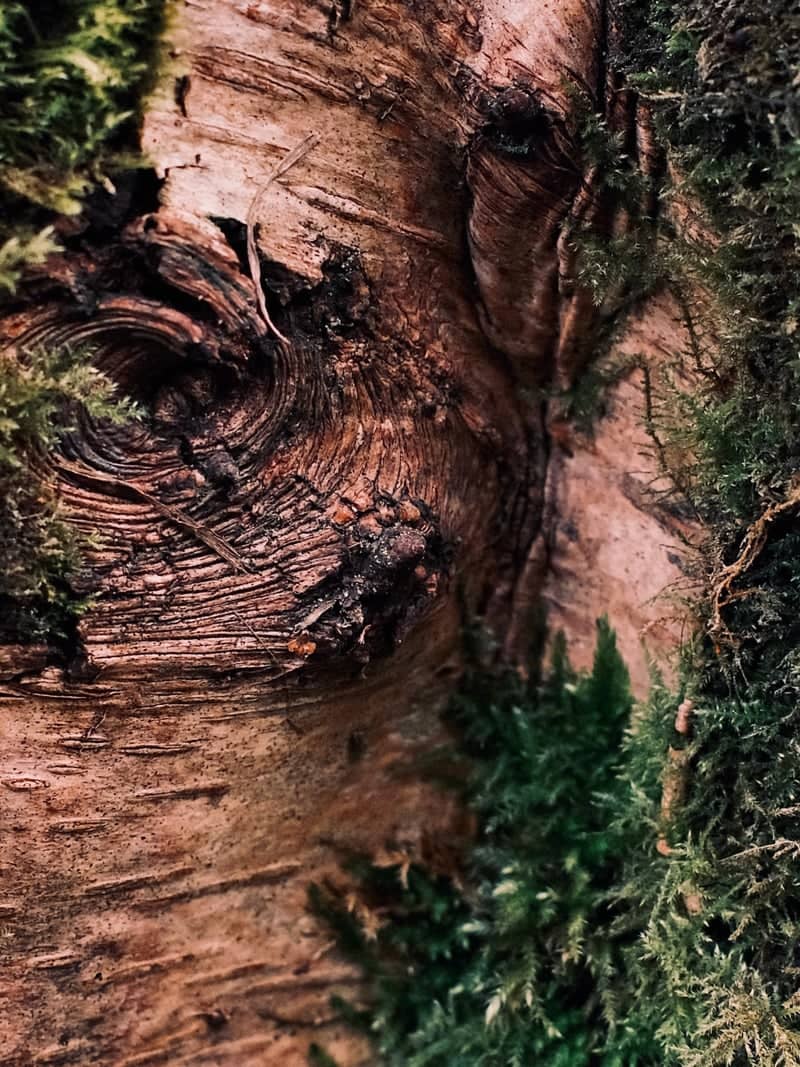 Cheshire Woodland Detail - Image 1