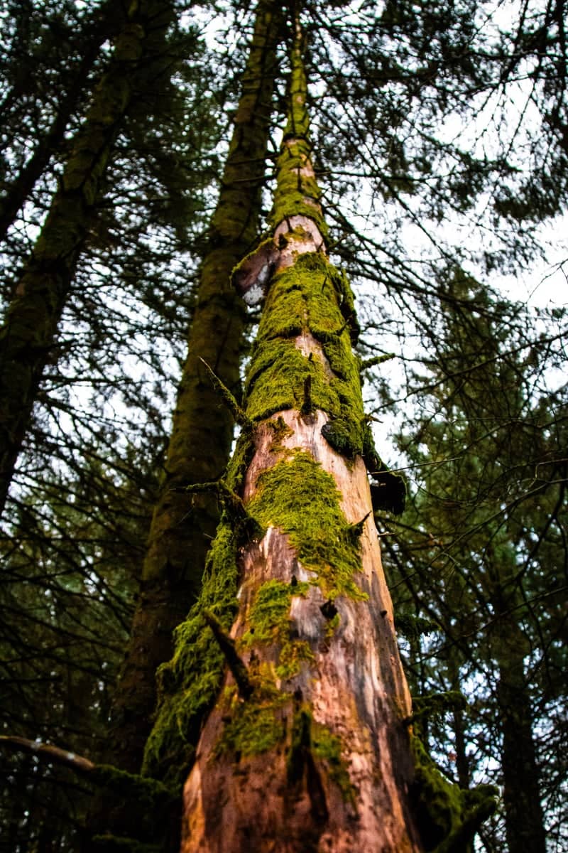 Mossy Woodland, Brecon Beacons - Image 1