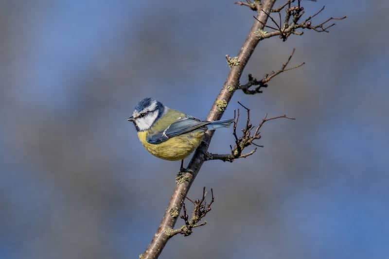 Kettering Garden Wildlife Spot - Image 1