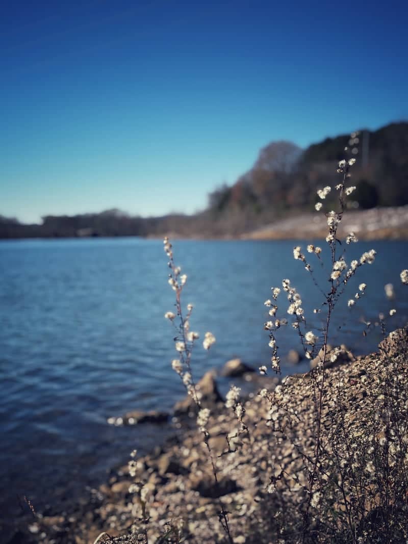 Nickajack Lake Shoreline - Image 1