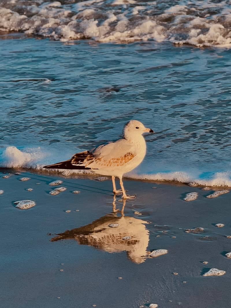 Myrtle Beach Shoreline - Image 1