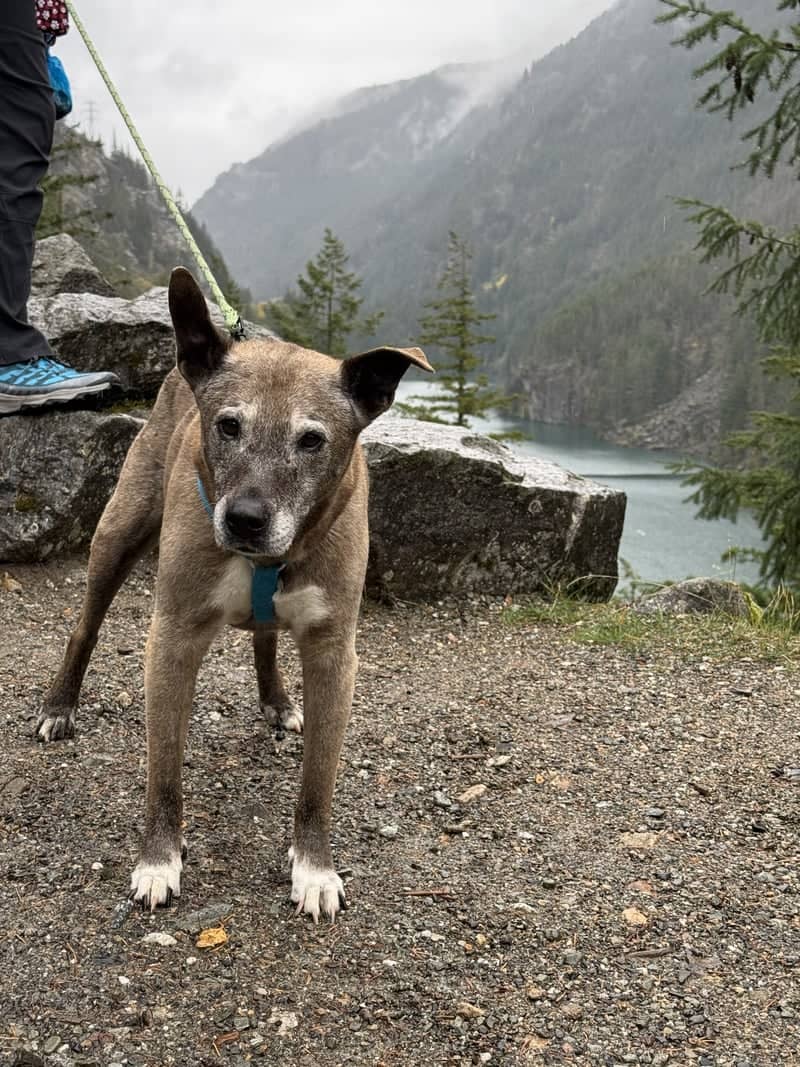 Diablo Lake Overlook - Image 1