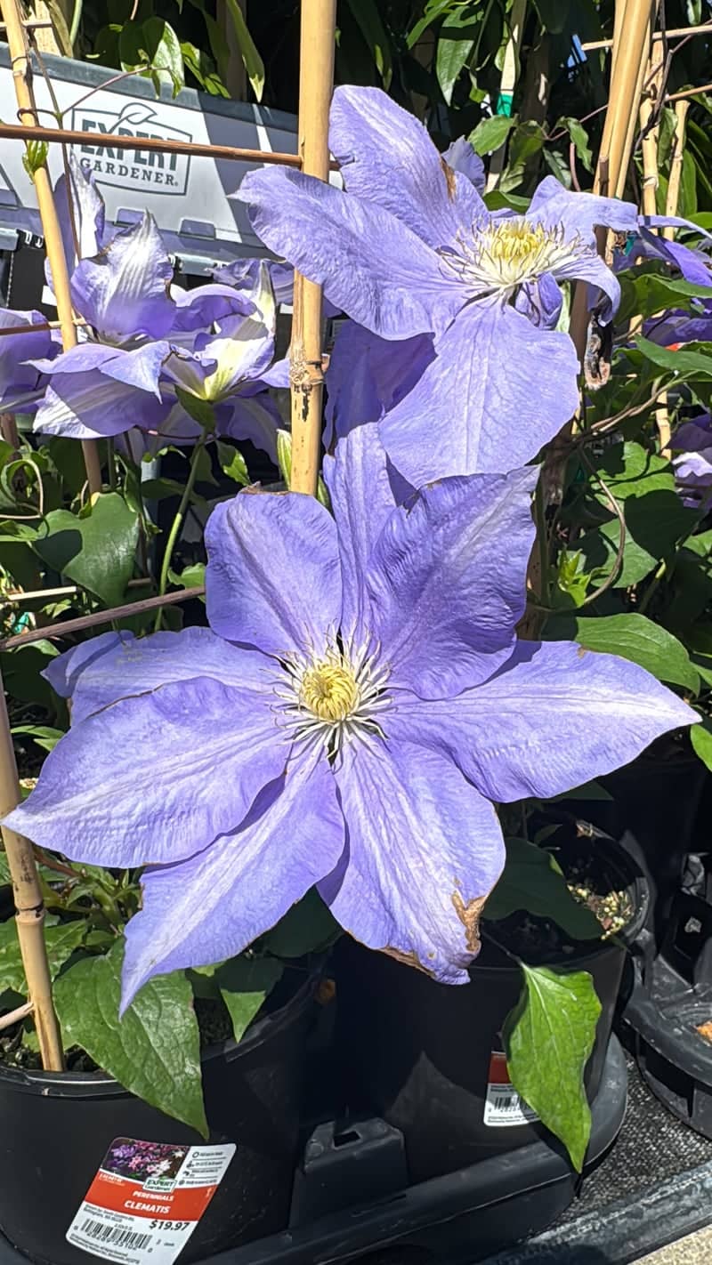 Walmart Garden Center Oak Harbor - Image 1