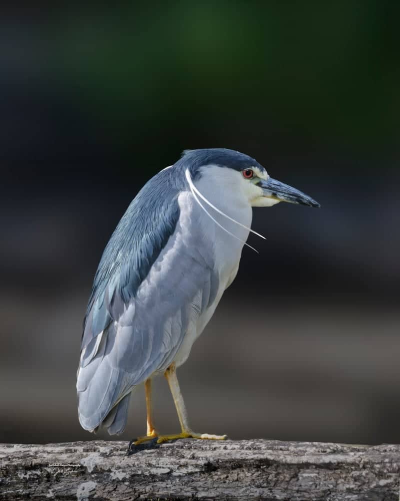 Eagle Creek Ornithology Center - Image 1