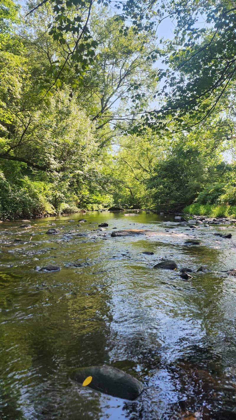 Mill River Forest Stream - Image 1