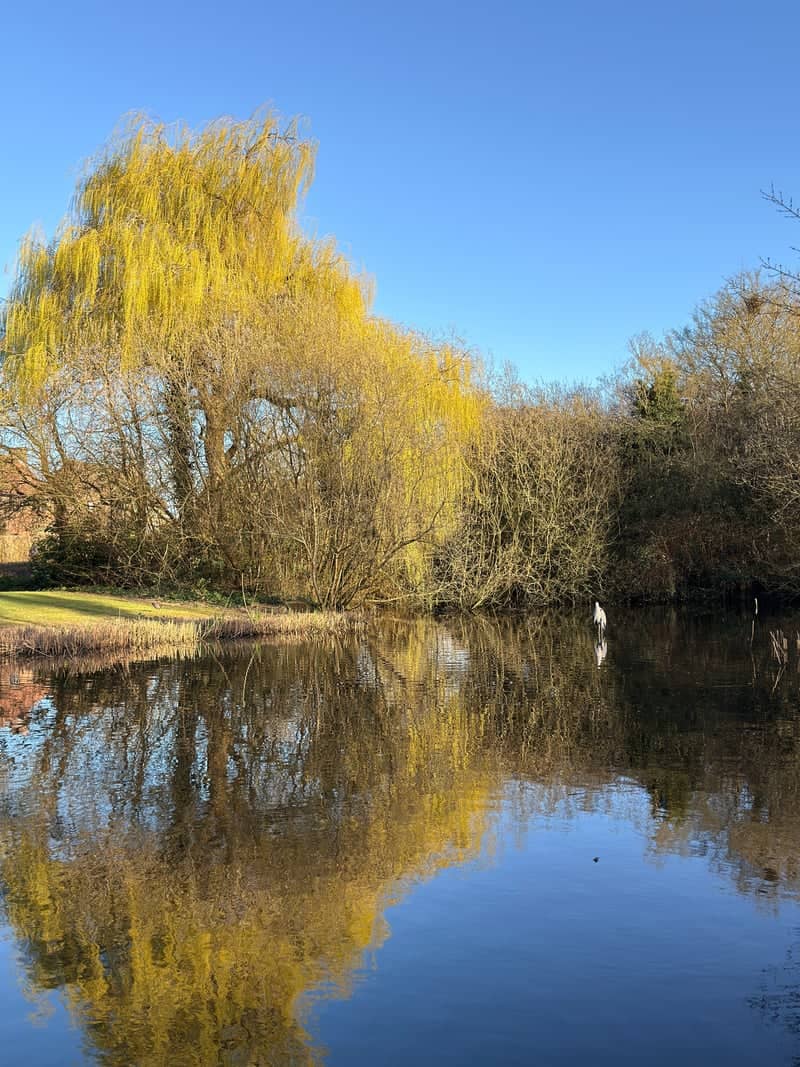 Willow Pond at Great Linford Manor Park - Image 1