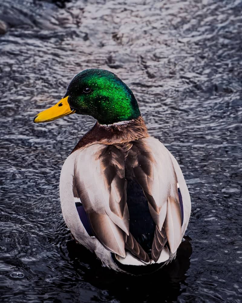 Palos Heights Waterways - Image 1