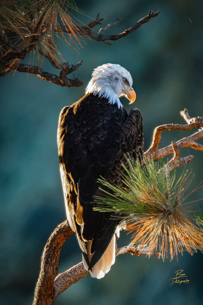 Deschutes River Wildlife Overlook - Image 1