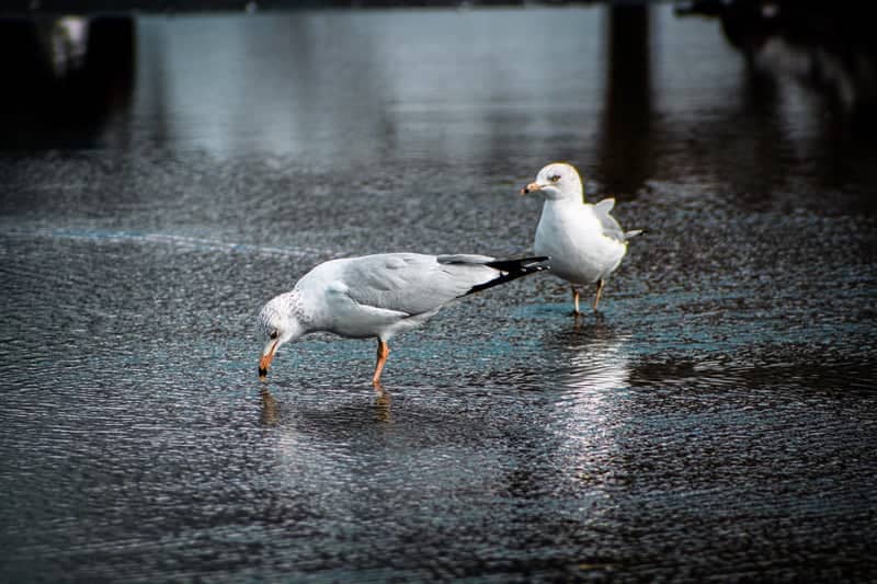 Wantagh Park Coastal Area - Image 1