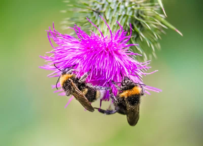 Cotswold Wildflower Meadows - Image 1