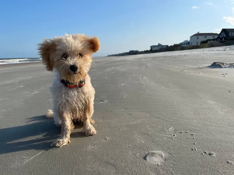 Pawleys Island Beach - Image 1