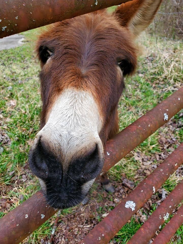 Lancaster Countryside Farm - Image 1