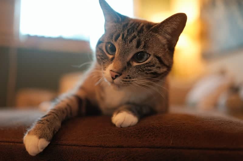 Suburban Pet Portrait Spot - Image 1