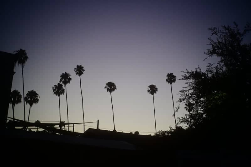 Burbank City Hall Palm Silhouettes - Image 1