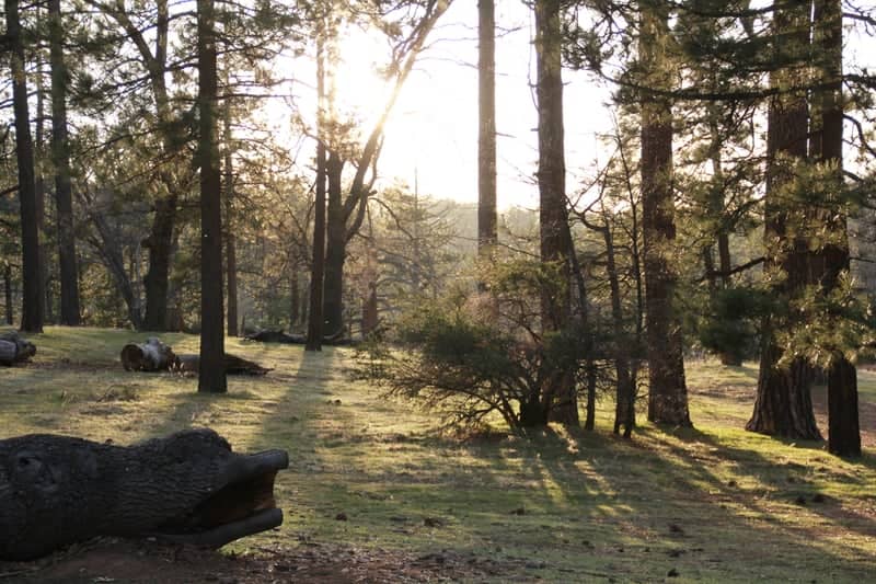 Ramona Pine Forest Clearing - Image 1
