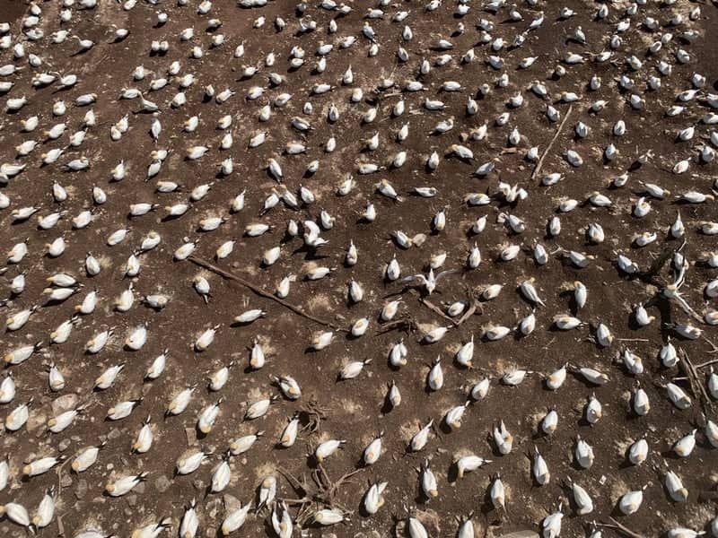 Bonaventure Island Gannet Colony - Image 1