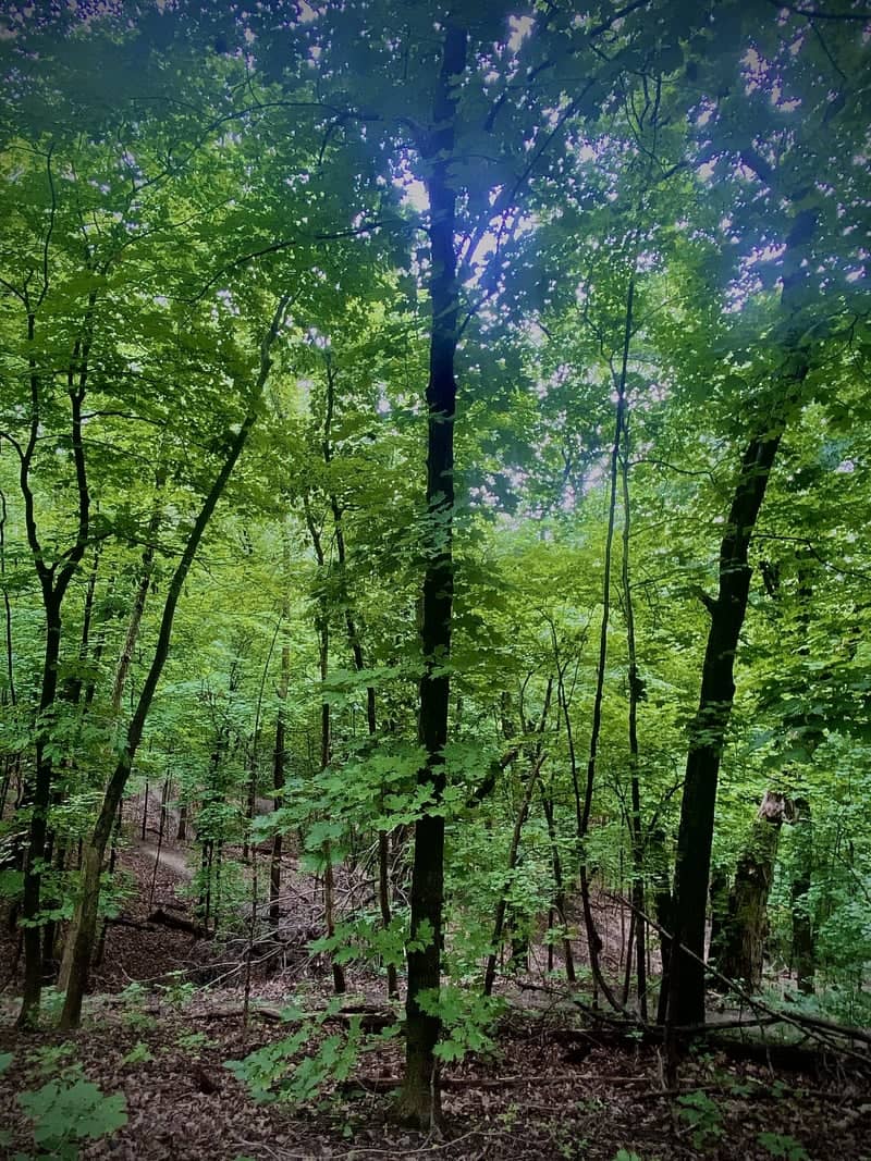 Creve Coeur Forest Trail - Image 1
