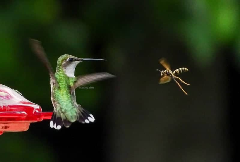 Chatfield Hummingbird Garden - Image 1