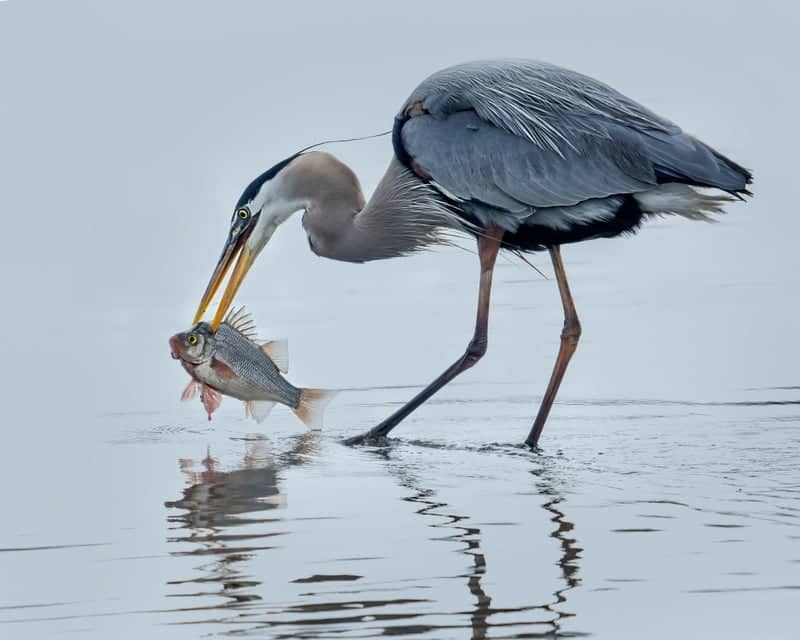 Chincoteague National Wildlife Refuge - Image 1