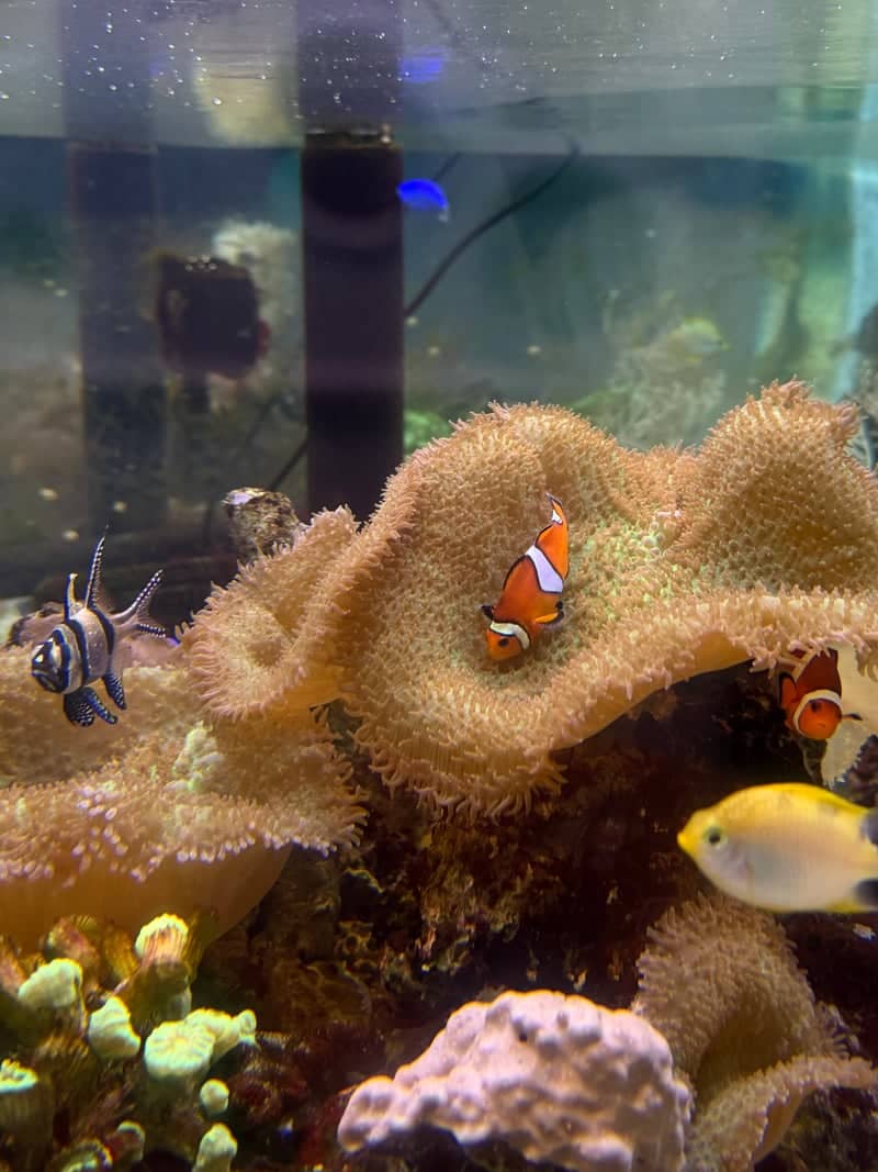 Oceanarium Bournemouth - Image 1