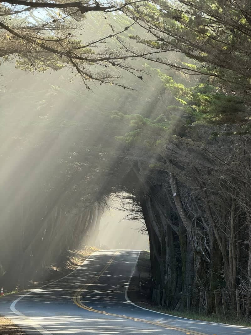 Fort Bragg Cypress Tree Tunnel - Image 1