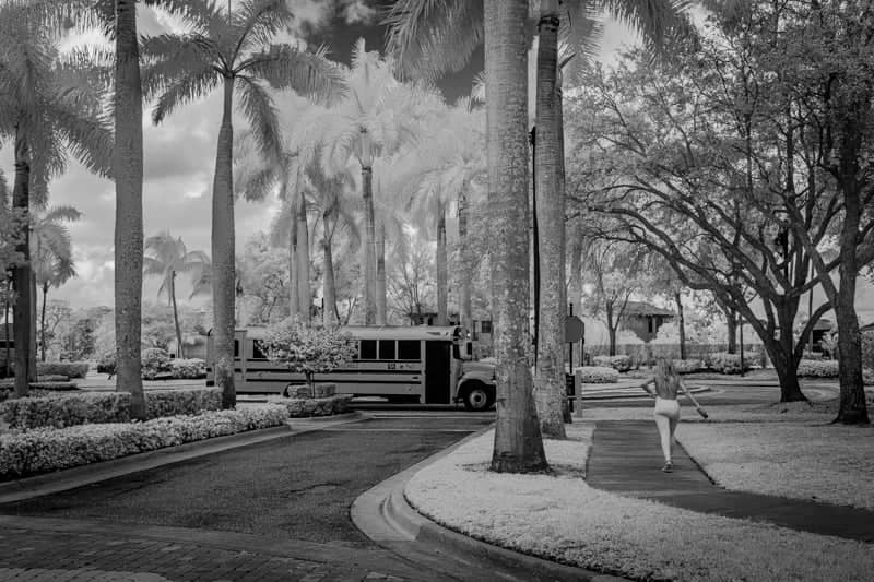 Versailles Boulevard Palm Walk - Image 1