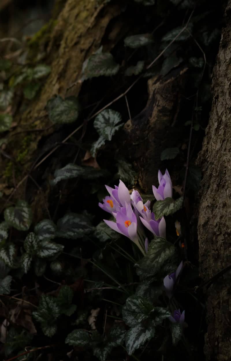 Wesseln Woodland Garden - Image 1