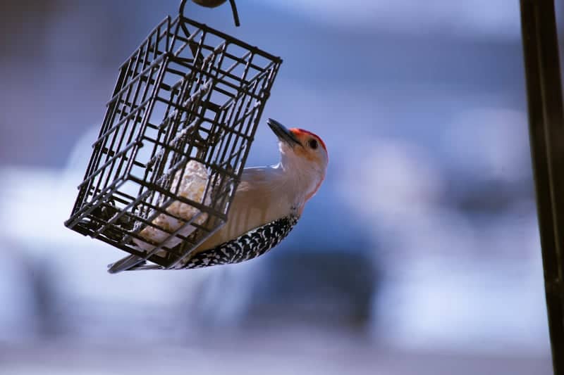 Henderson Birding Spot - Image 1