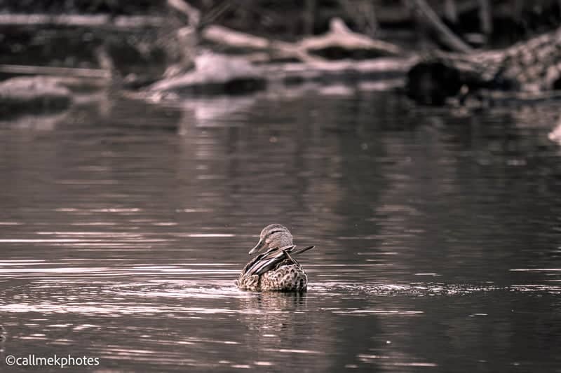 Pickering Ravine Waterfowl Spot - Image 1