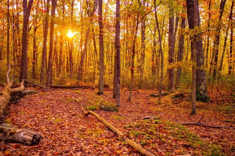 Allegheny National Forest - Image 1