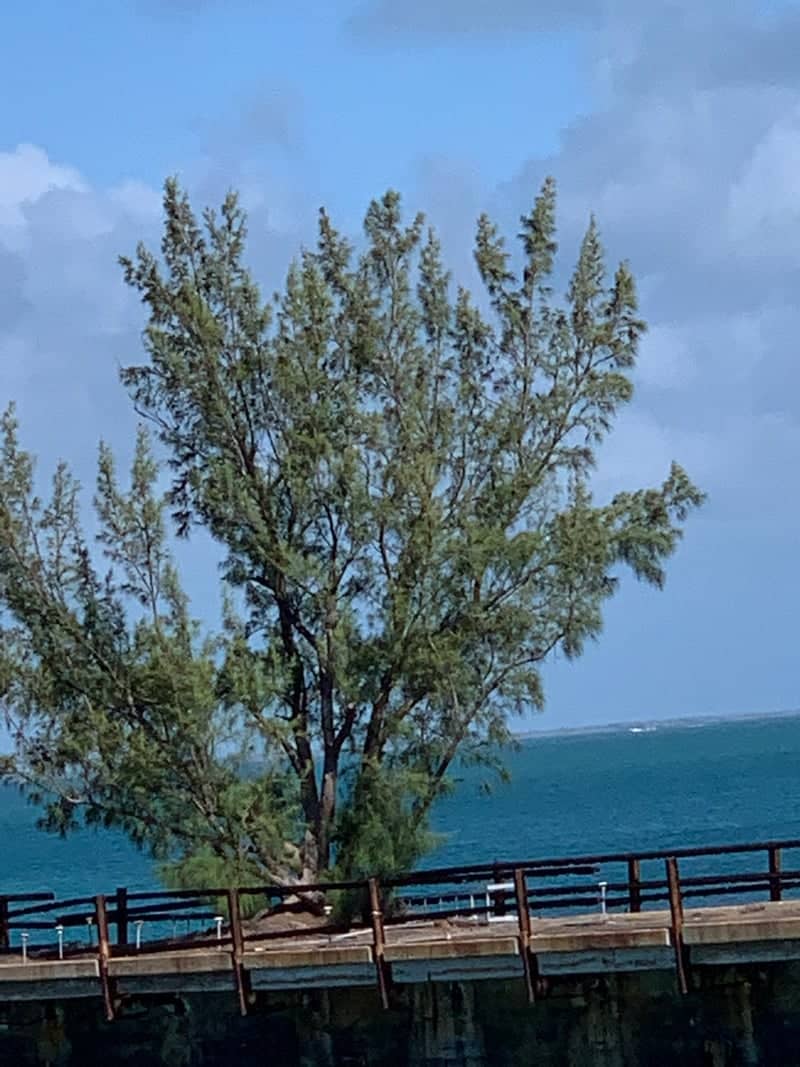 Abandoned Coastal Pier, Key West - Image 1