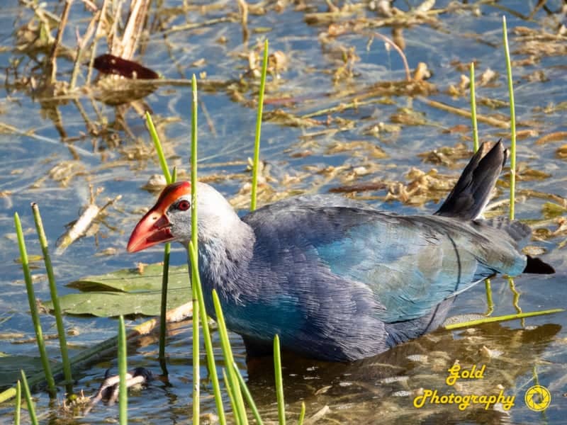 Grassy Waters Preserve - Image 1