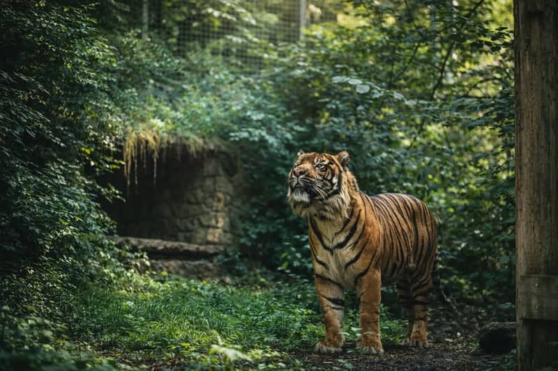 Dudley Zoo and Castle - Image 1