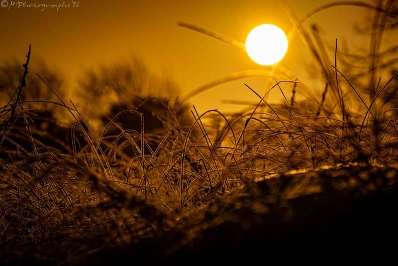Pine Point Beach Dunes - Image 1