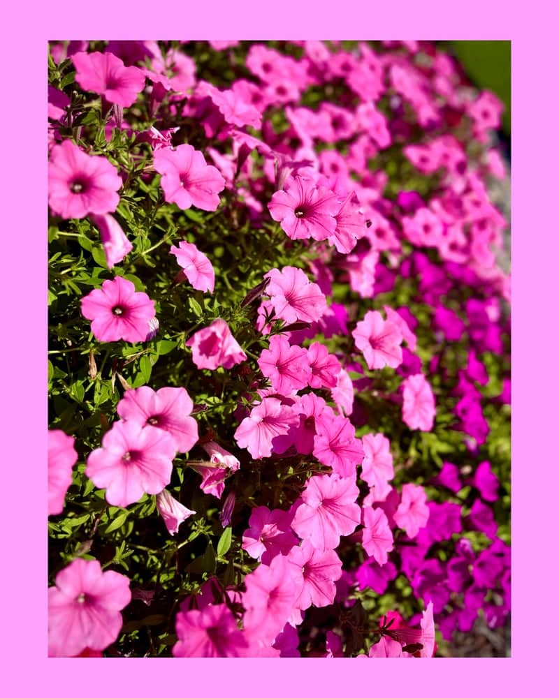 Heritage Park Floral Gardens - Image 1