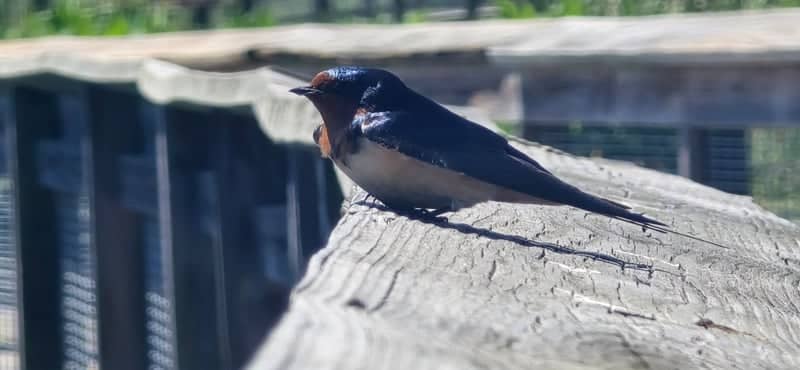 Sweetwater Wetlands Park - Image 1