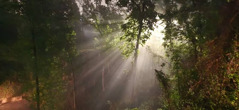 Gatlinburg Forest Light Rays - Image 1