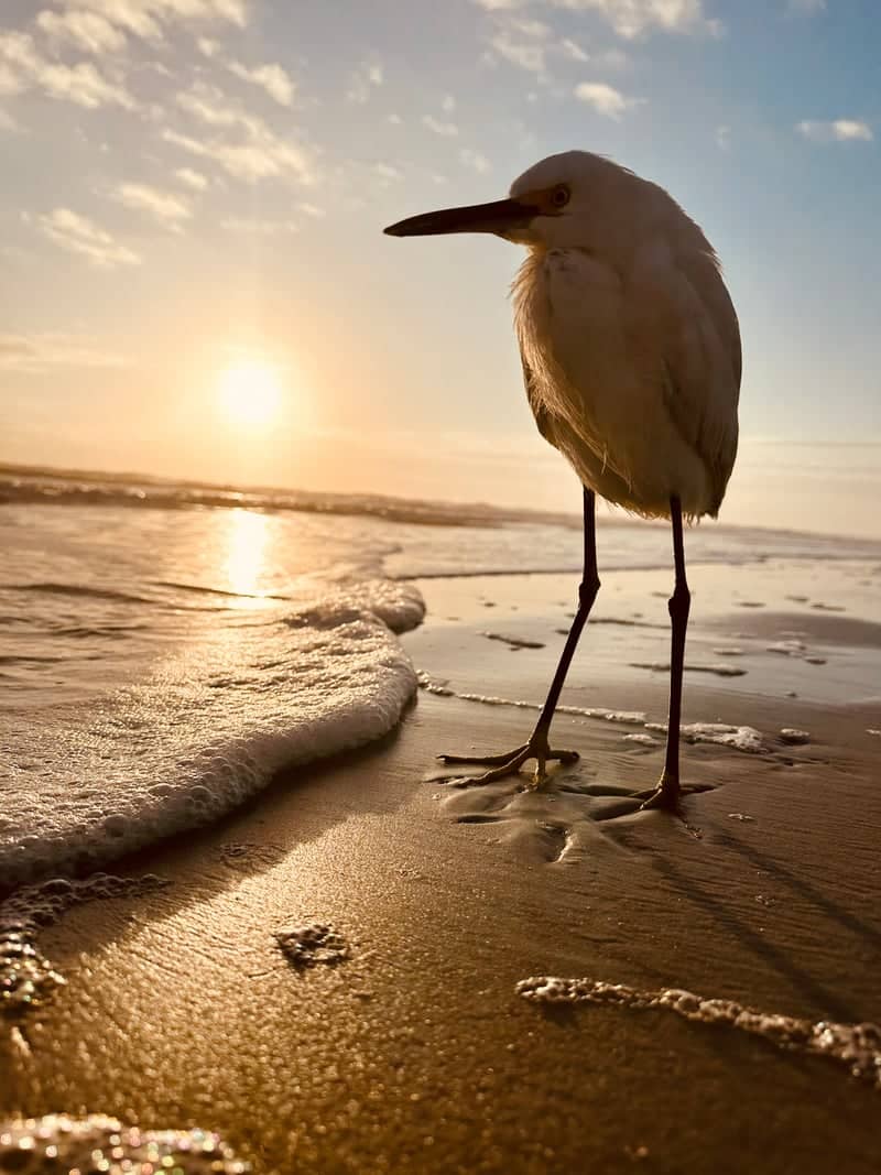 New Smyrna Beach Shoreline - Image 1