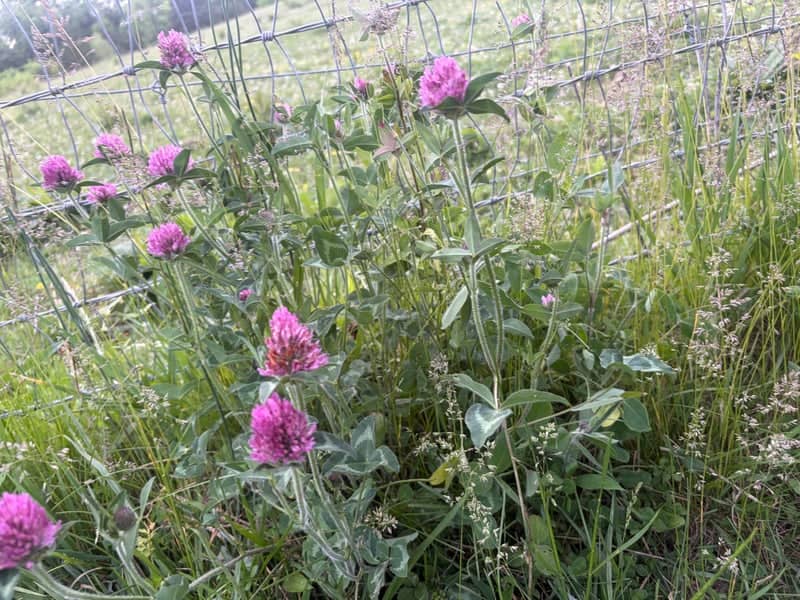 Carlisle Rural Fence Line - Image 1