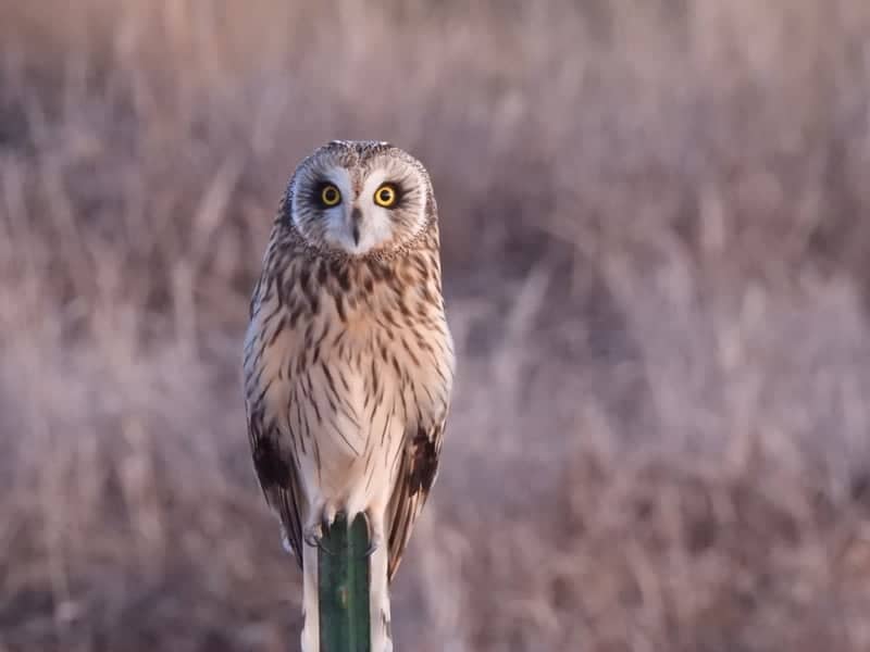 Mission Valley Raptor Route - Image 1